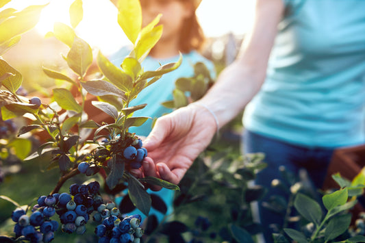 image of two girls walking through a field of blueberries